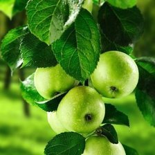 Схема вышивки «№2794124»