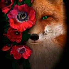 Лиса в маках