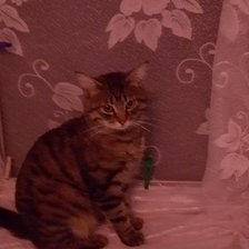 Схема вышивки «Рысик на окне»