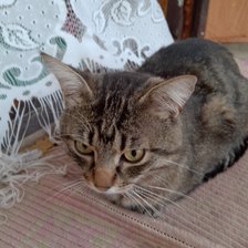 Схема вышивки «Рысик в шоке»