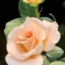 Схема вышивки «Роза»