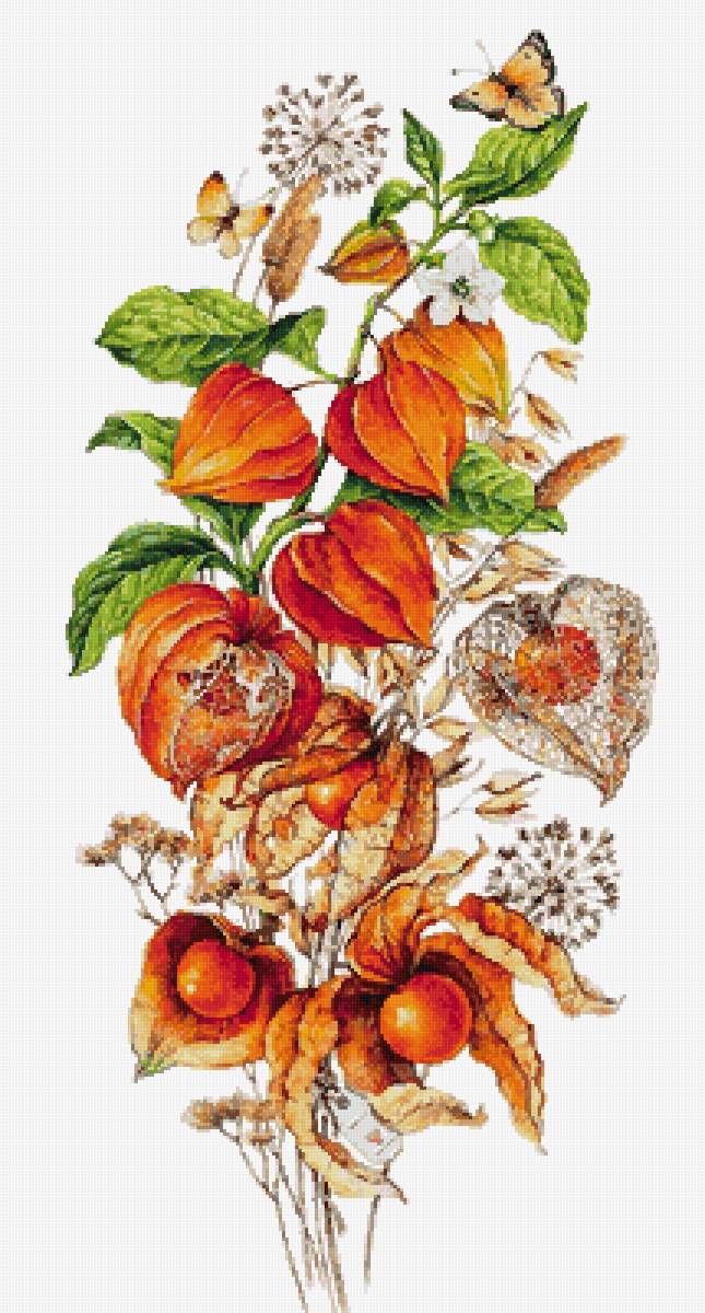 №2796015 - физалис - предпросмотр