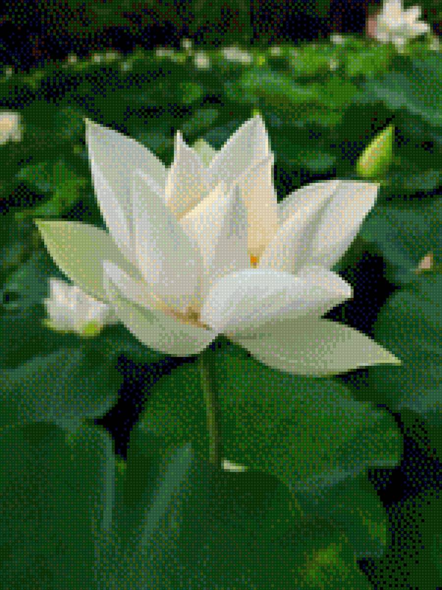 Hoa sen - предпросмотр