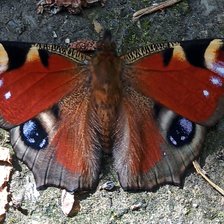 Схема вышивки «Бабочка»