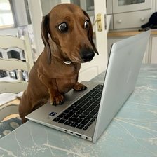 Схема вышивки «Таксунечка за компом»