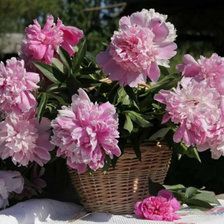 Схема вышивки «пионы в саду»