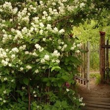 Схема вышивки «Жасмин»