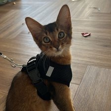 Схема вышивки «Стич»