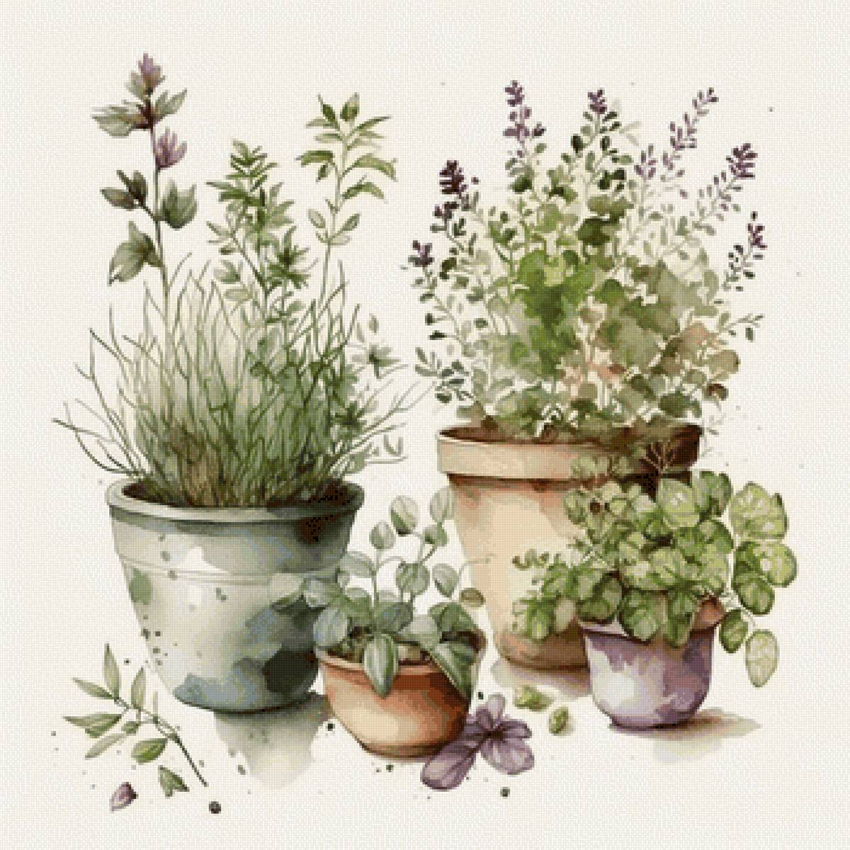 Прованские травы - предпросмотр