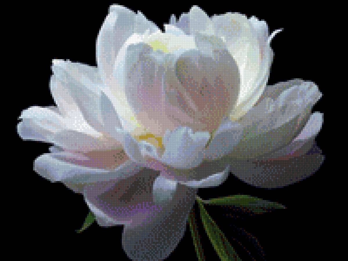 Пион - цветы - предпросмотр