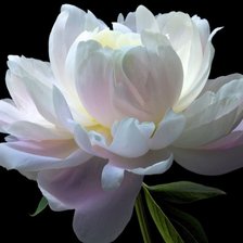 Схема вышивки «Пион»