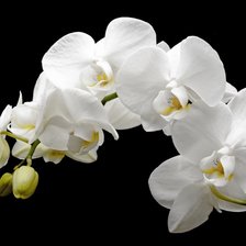 Схема вышивки «Орхидея»