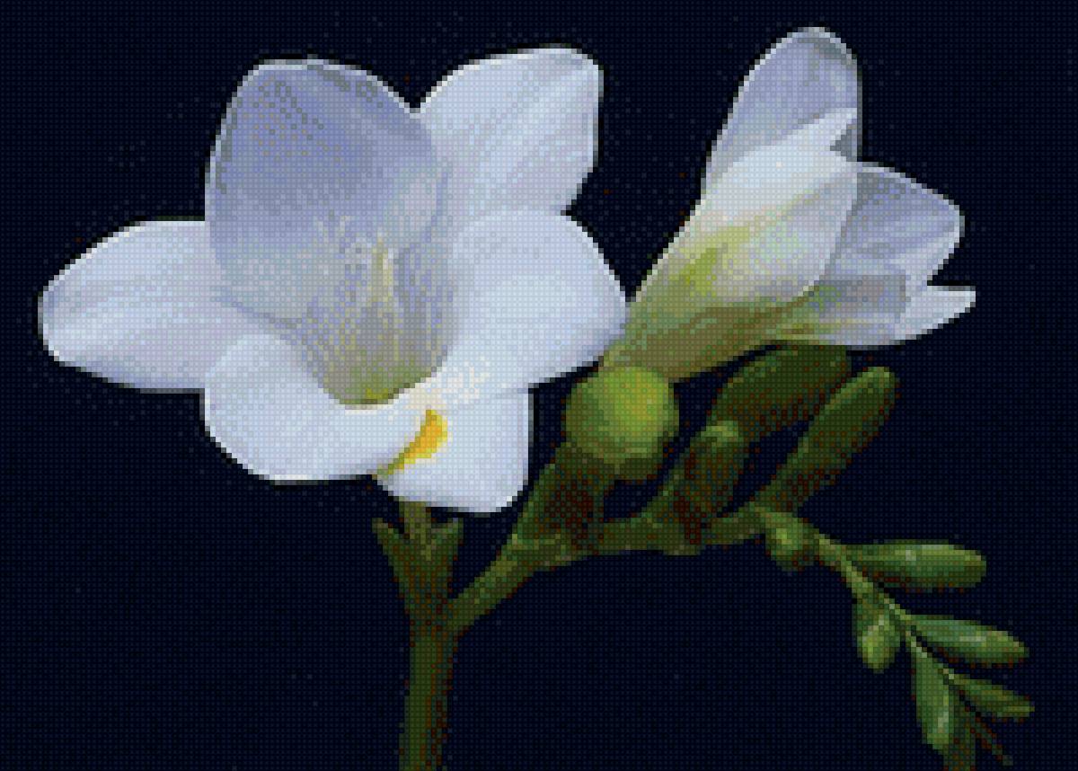 Цветок - цветок - предпросмотр