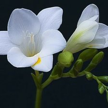 Схема вышивки «Цветок»