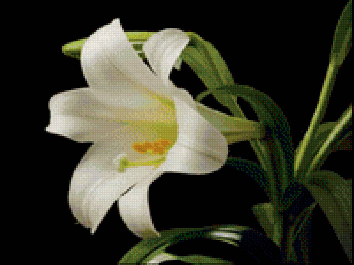 Лилия - лилия белая - предпросмотр