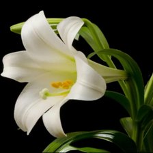 Схема вышивки «Лилия»