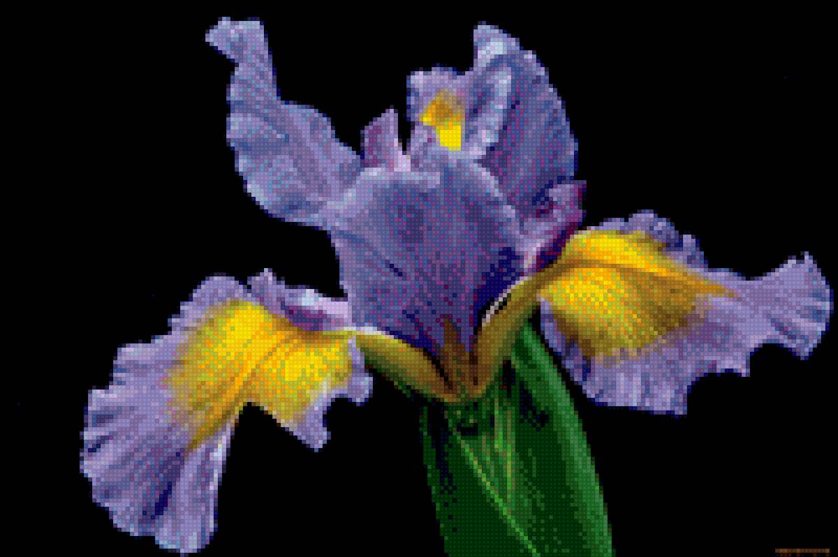 Ирис - цветок ирис - предпросмотр