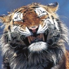 Схема вышивки «тигр улыбается»