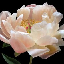 Схема вышивки «Пион»