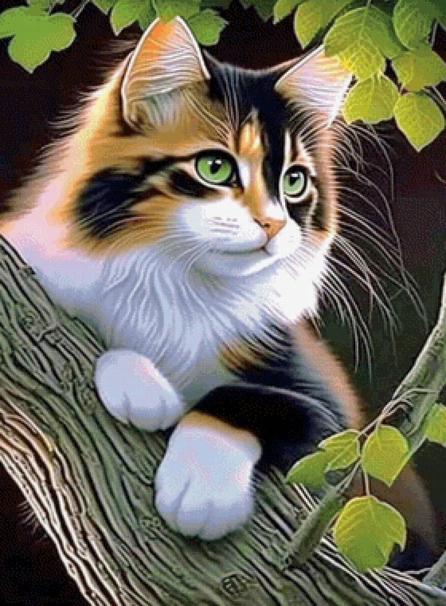 Котик - котик - предпросмотр