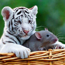 Схема вышивки «тигренок и мышка»