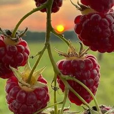 Схема вышивки «Малина»