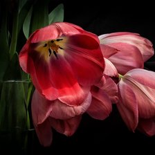 Схема вышивки «№2800375»