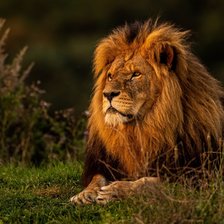 Лев на природе
