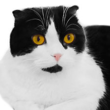 Схема вышивки «тихон»