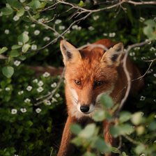 Схема вышивки «Лиса»