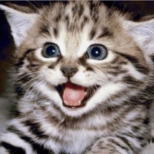 Схема вышивки «Котенок4»