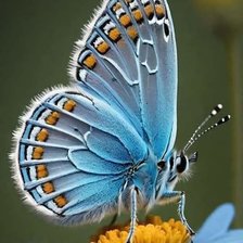 Схема вышивки «Mariposa azul»