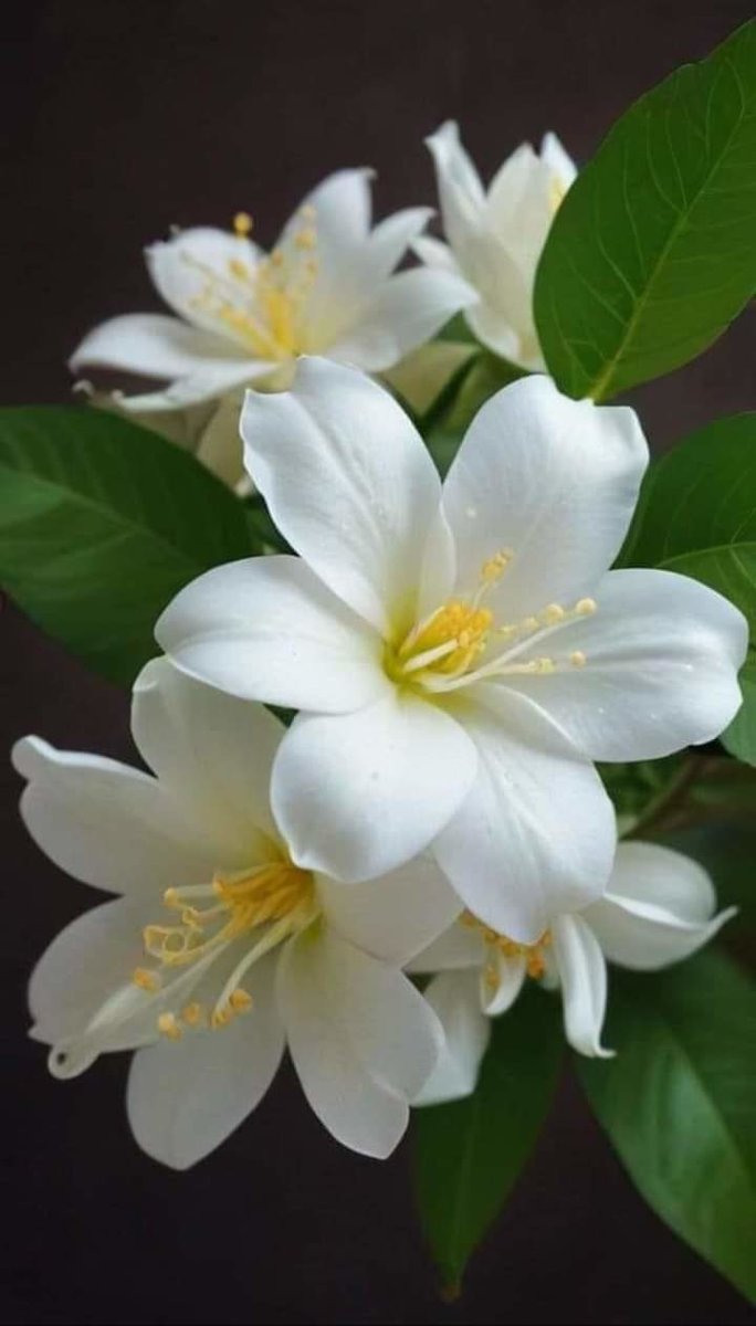 Flor - blanca, flor, flores - оригинал