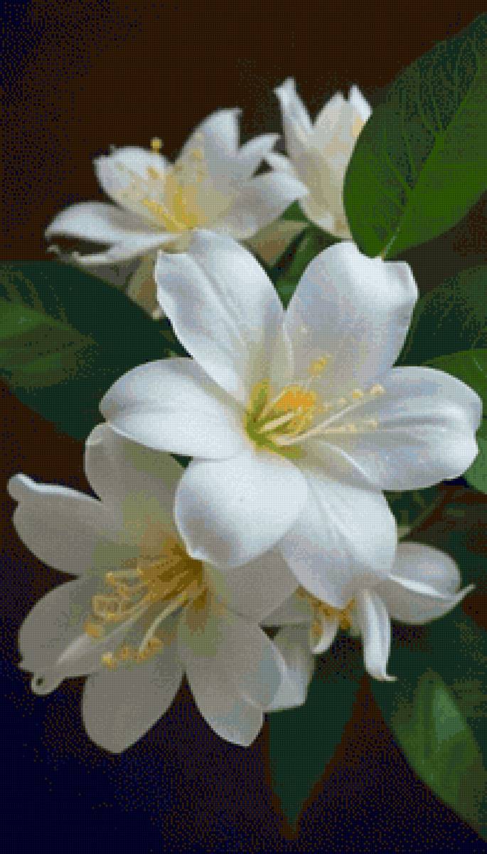 Flor - blanca, flores, flor - предпросмотр