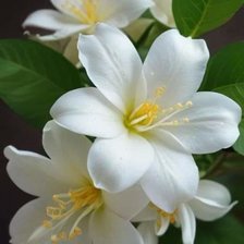 Схема вышивки «Flor»