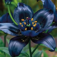 Схема вышивки «Flor»