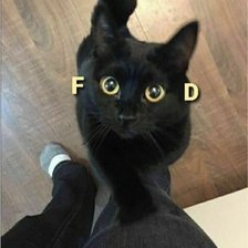 Схема вышивки «Кот»