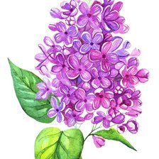 Схема вышивки «Сирень»