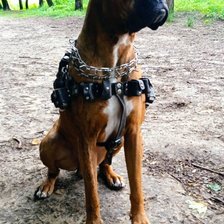 Схема вышивки «Пес»