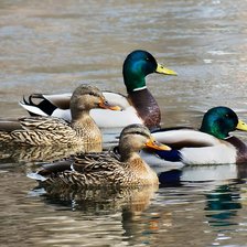 Схема вышивки «утки»