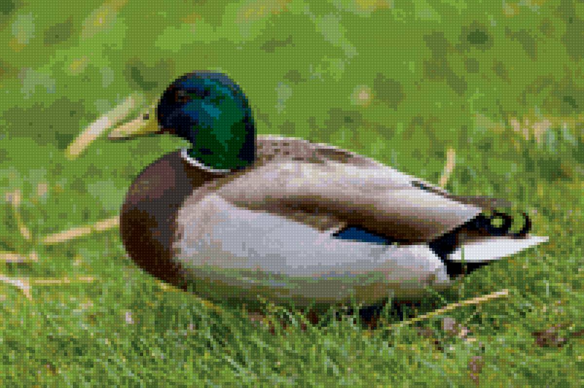 утка - утка - предпросмотр