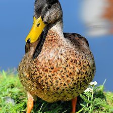 Схема вышивки «утка»