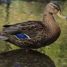 Схема вышивки «утка»