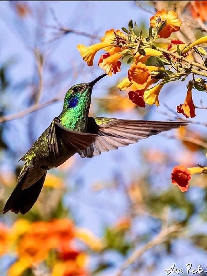 Colibri - colibrí, vuelo - оригинал