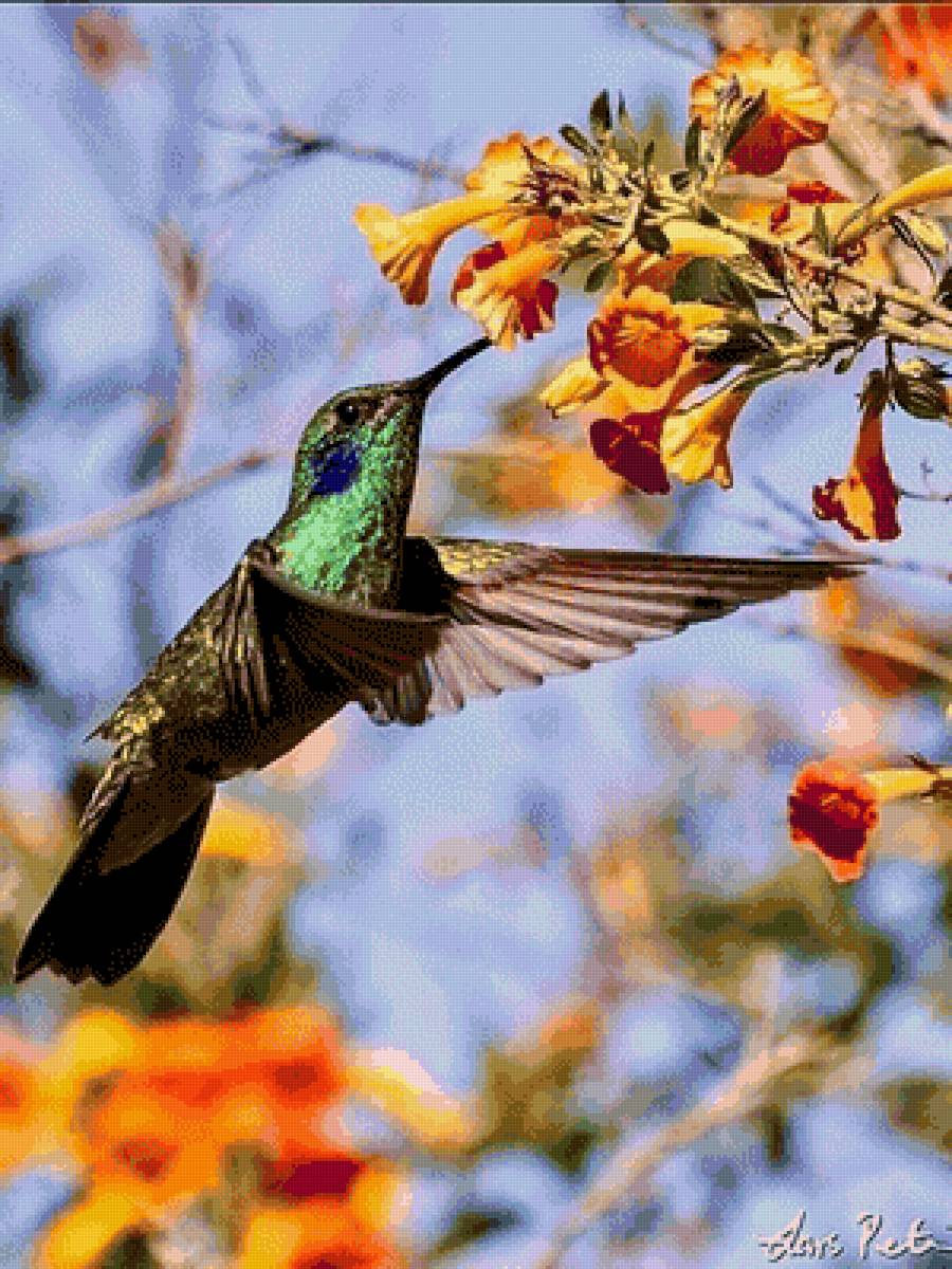 Colibri - colibrí, vuelo - предпросмотр