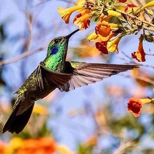 Colibri