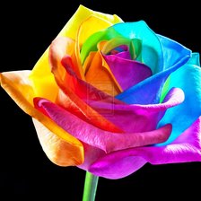 Схема вышивки «Роза в радуге»