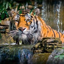 Схема вышивки «тигрррр»