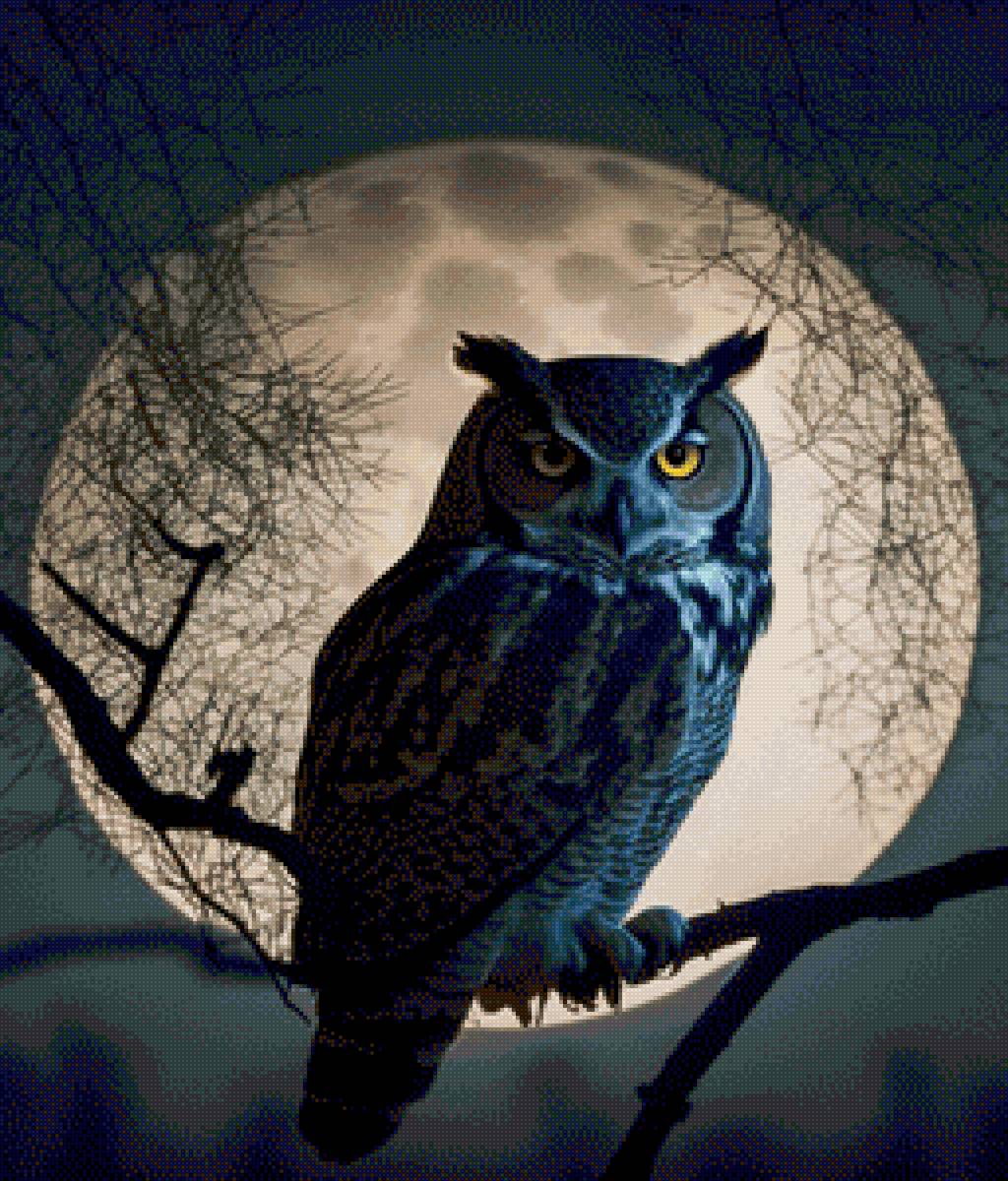 Ночная сова - сова, ночь, птица - предпросмотр