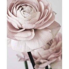 Схема вышивки «Лютик»